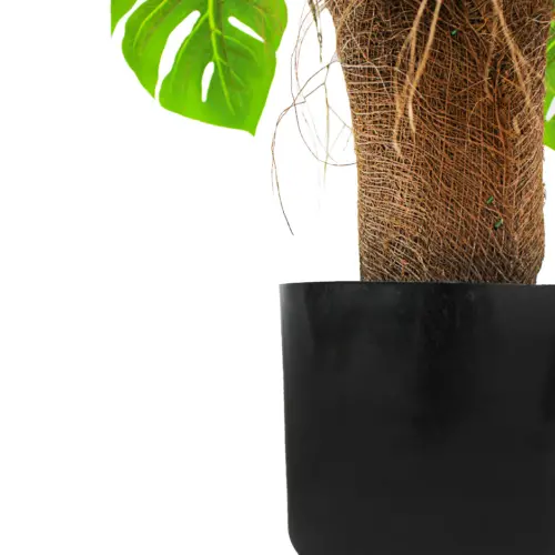 Palmera de 150