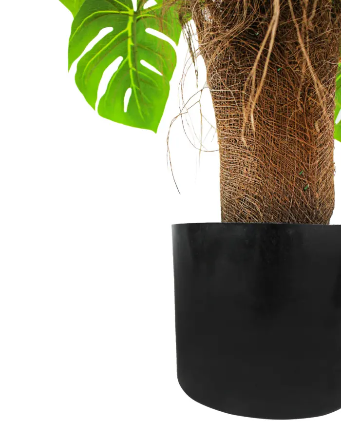 Palmera de 150 - Image 2