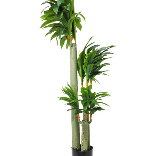 Palmera triple en maceta 150cm