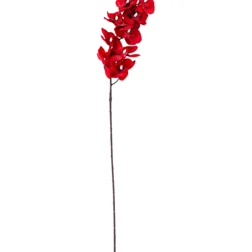 Vara de orquidea roja