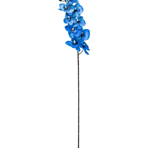 Vara de orquidea azul
