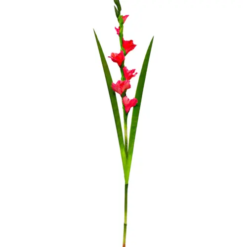 Vara de flor de gladiola rosa fuerte de 10x115x0.1cm