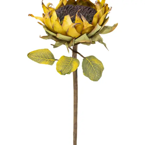 Vara de girasol café