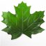 Hoja de fomi verde - Galerías el Triunfo - 156072692203