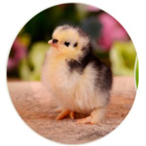 156072791126-galerias el triunfo