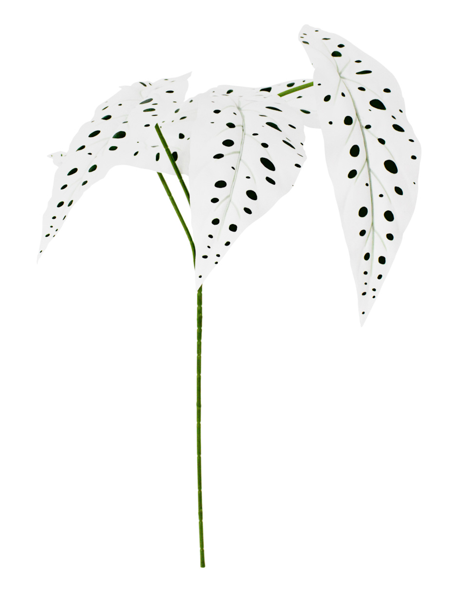 303001736323-galerias el triunfo