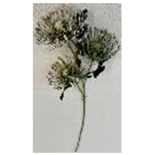 303001736960-galerias el triunfo