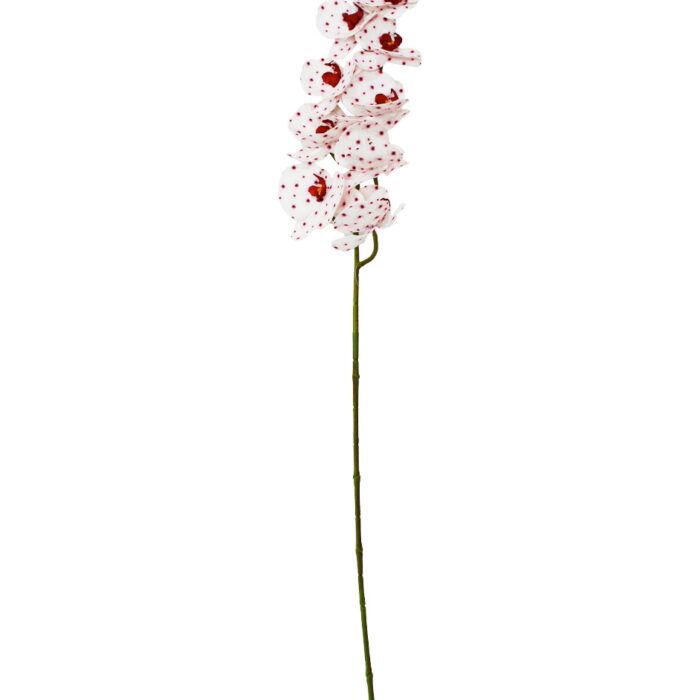 Vara de orquídea blanca con puntos vino de 17x100x0.1cm