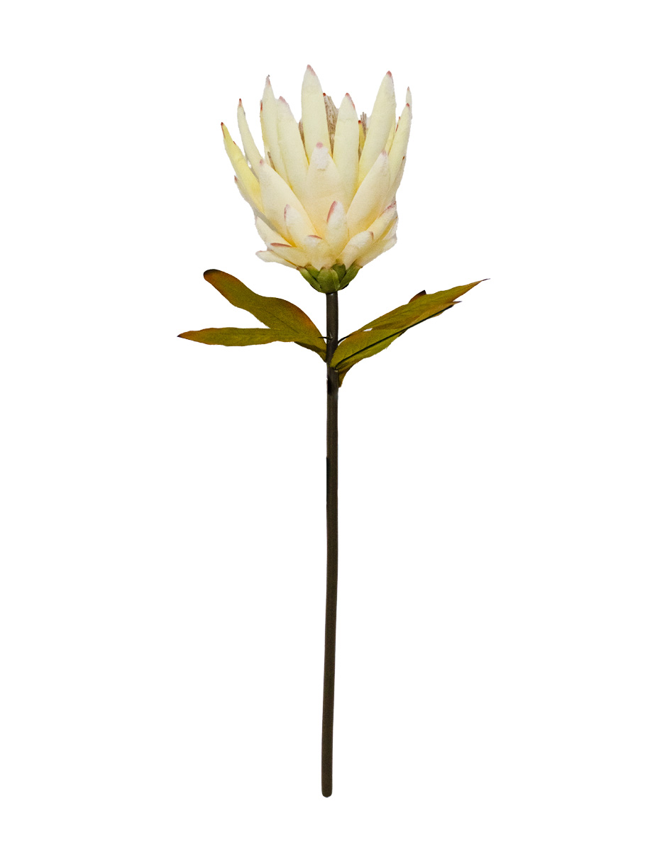 302001736002-galerias el triunfo