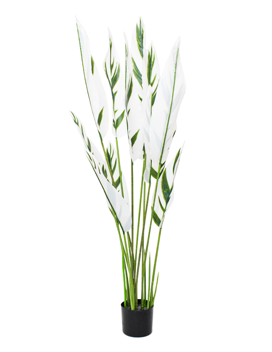 303001736324-galerias el triunfo