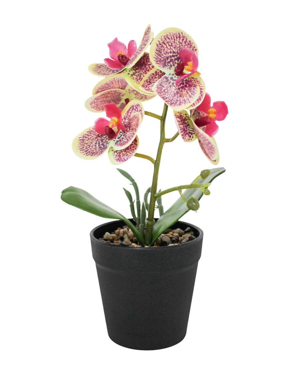 304001736085-galerias el triunfo