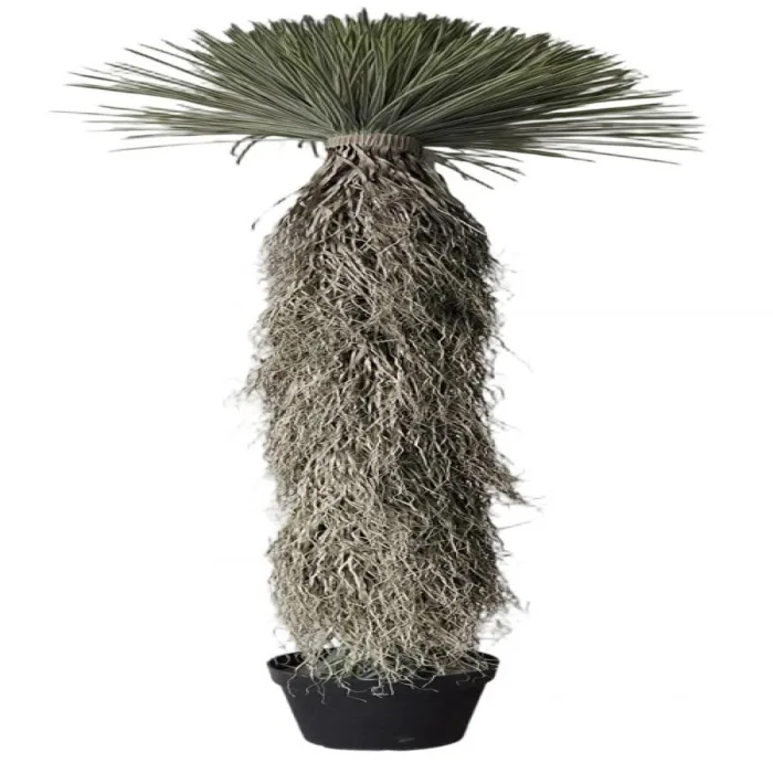 304001736410-galerias el triunfo