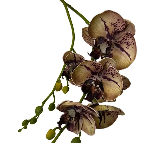 305001736404-galerias el triunfo