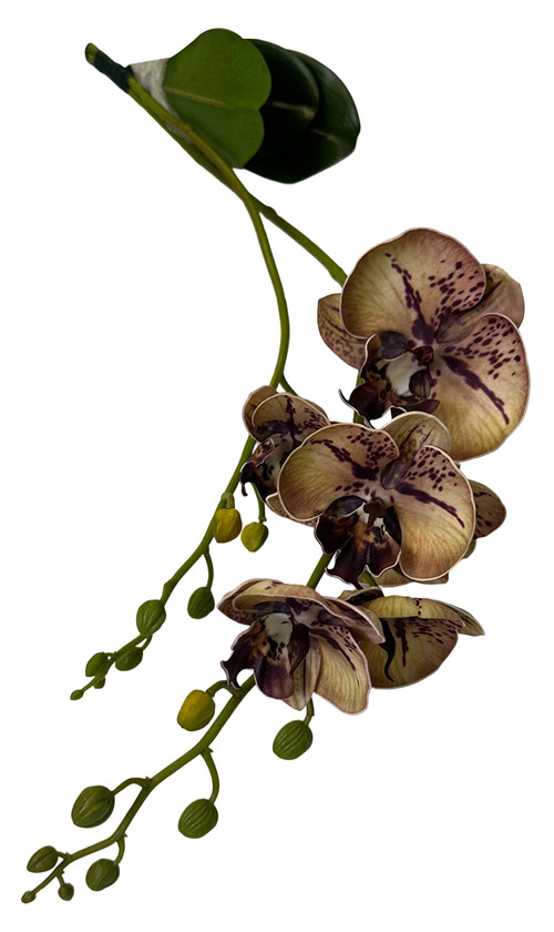 305001736404-galerias el triunfo