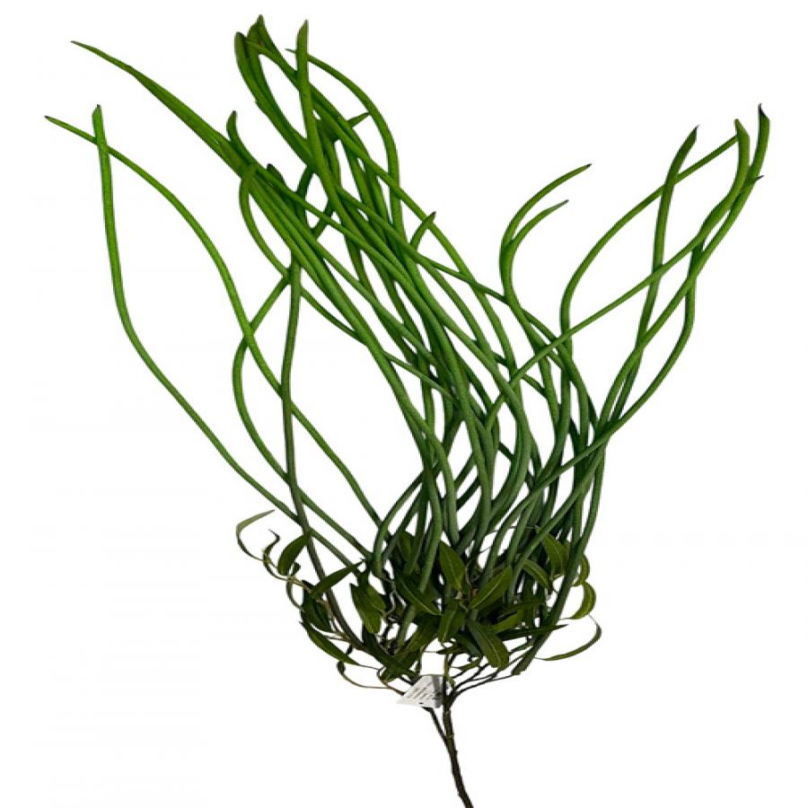 305001736406-galerias el triunfo