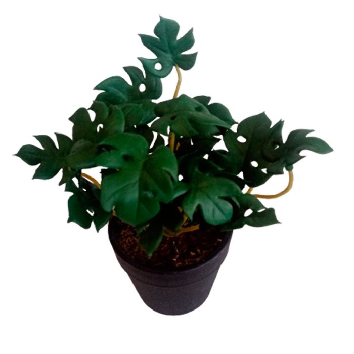Planta costilla de Adán - Image 2