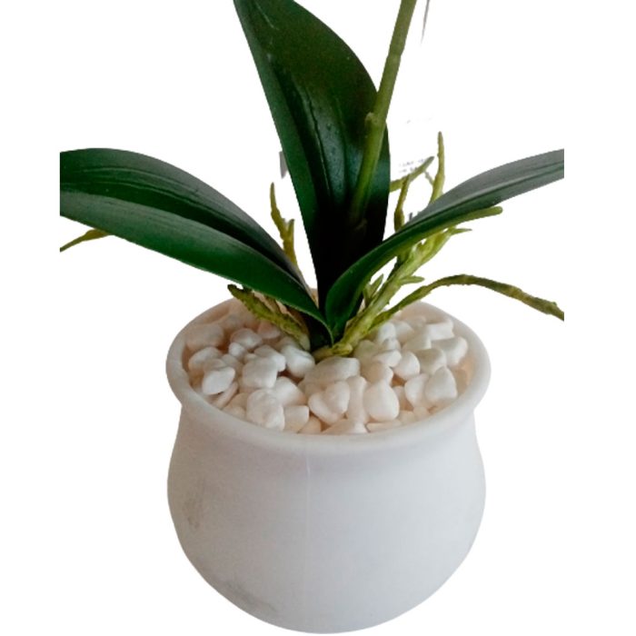 Flor de orquídea blanca - Image 2