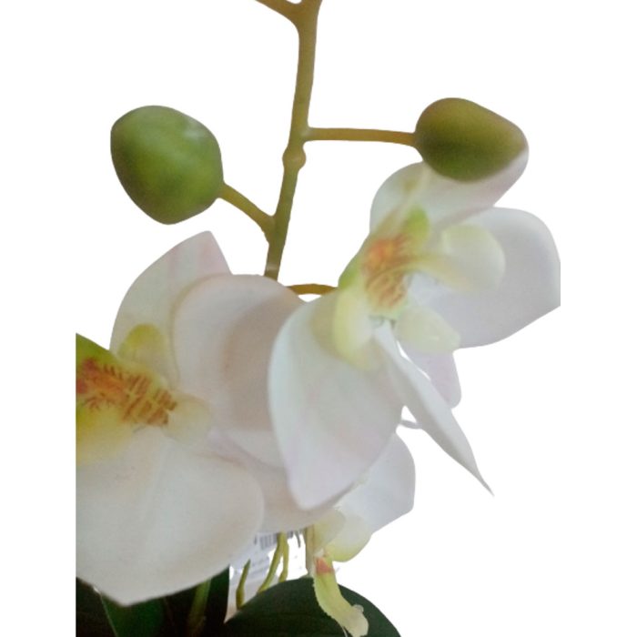 Flor de orquídea blanca - Image 3