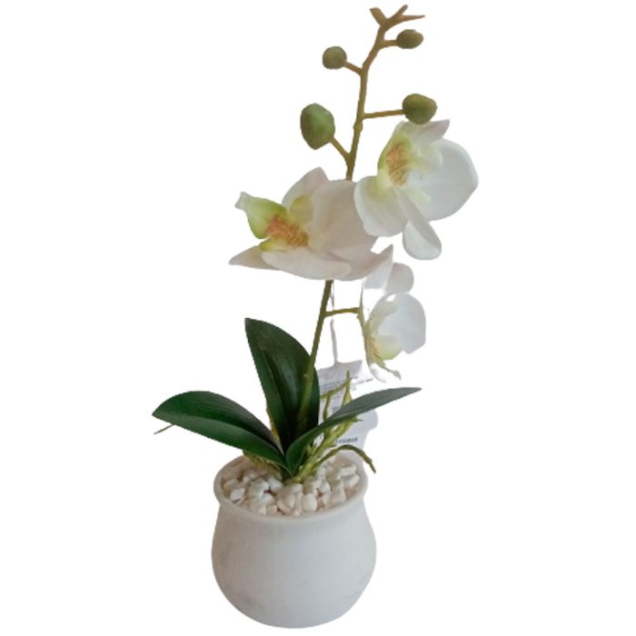 Flor de orquídea blanca - Galerías el Triunfo - 022032494060