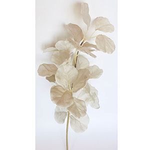 Vara de hojas blancas - Galerías el Triunfo - 022032746162
