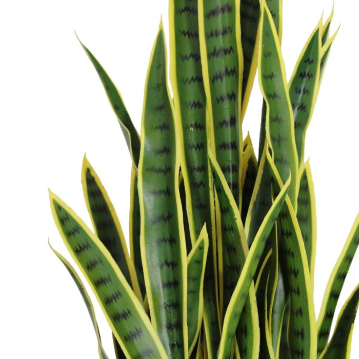 Planta de sansevieria color - Image 2