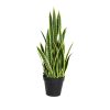 Planta de sansevieria color - Galerías el Triunfo - 025072097068