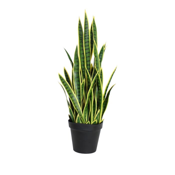 Planta de sansevieria color - Galerías el Triunfo - 025072097068