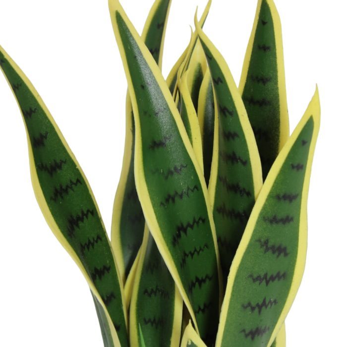 Planta de sansevieria color - Image 2