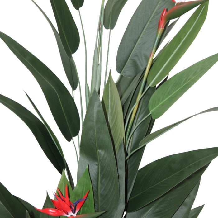 Planta de Ave del - Image 2