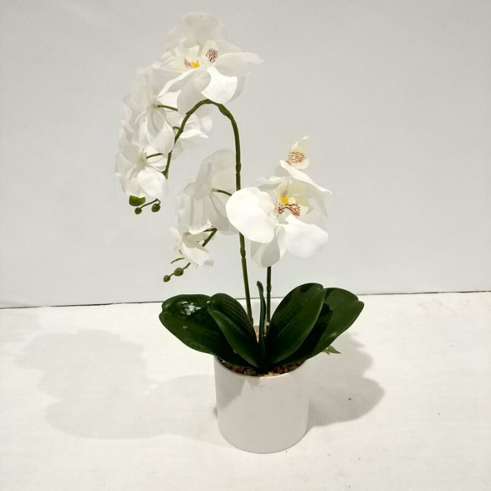 Planta de orquídea blanca - Galerías el Triunfo - 025072097087
