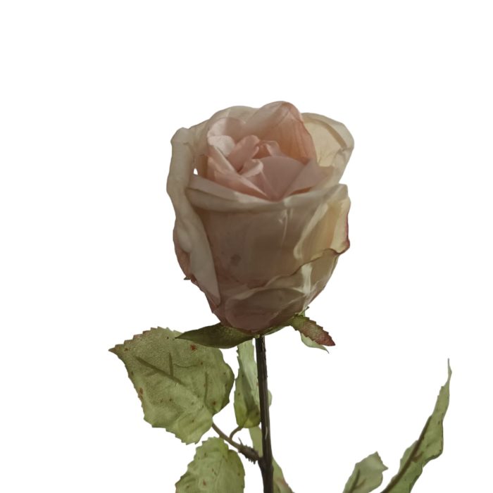Flores secas de Rosa - Image 2
