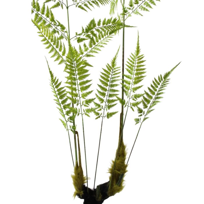 Planta de helecho verde - Image 2