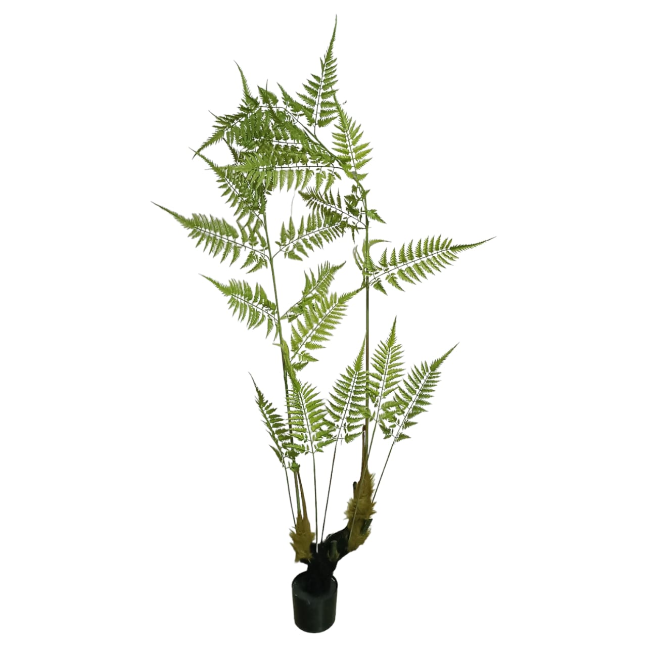 Planta de helecho verde - Galerías el Triunfo - 025072097140