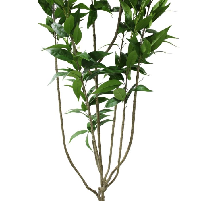 Planta de eucalipto - Image 2