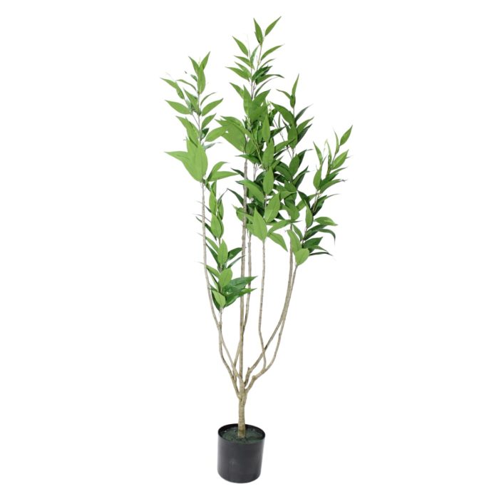 Planta de eucalipto - Galerías el Triunfo - 025072097145