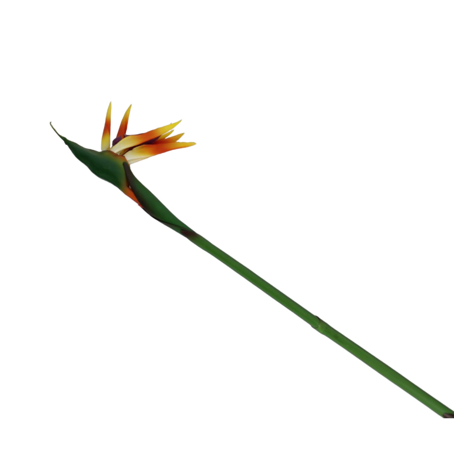 Flor de Ave del - Galerías el Triunfo - 025072097148