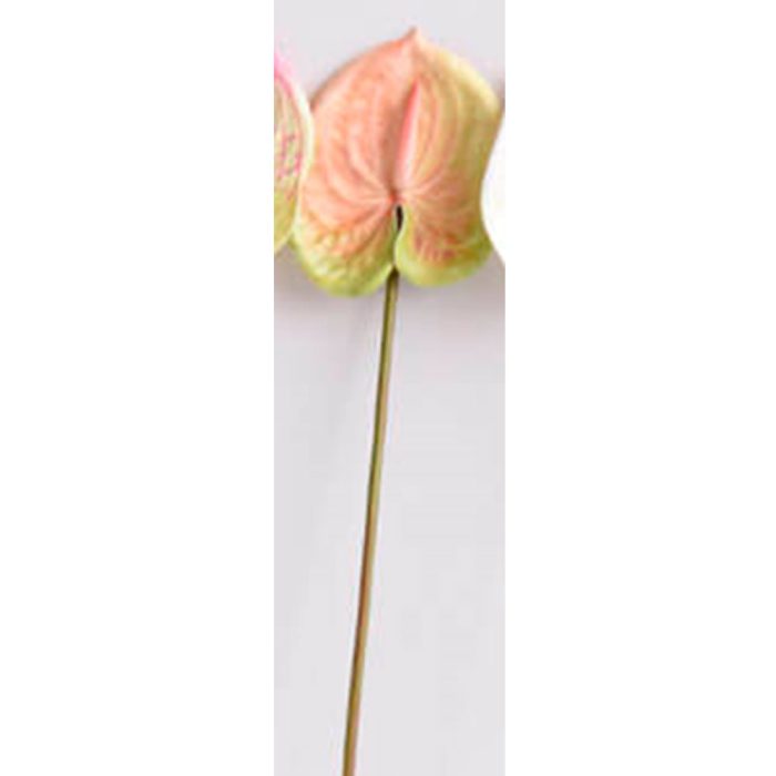 Flor de anturio champagne - Galerías el Triunfo - 025072097165