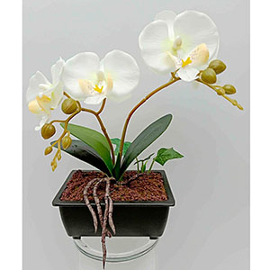 Maceta con orquidea blanca - Galerías el Triunfo - 028071005224