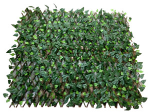 Cerca de follaje verde - Galerías el Triunfo - 171071736999