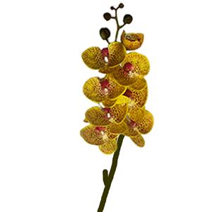 Vara de orquideas amarillas - Galerías el Triunfo - 221001736451