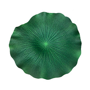 Hoja de loto verde - Galerías el Triunfo - 221001736468