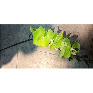 Vara de orquideas verdes - Galerías el Triunfo - 281001736587