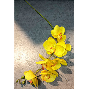 Vara de orquideas amarillas - Galerías el Triunfo - 281001736590