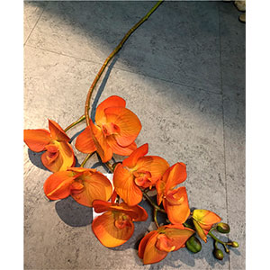 Vara de orquideas naranjas - Galerías el Triunfo - 281001736591