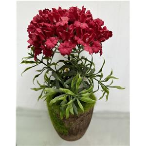 301001736296-galerias el triunfo