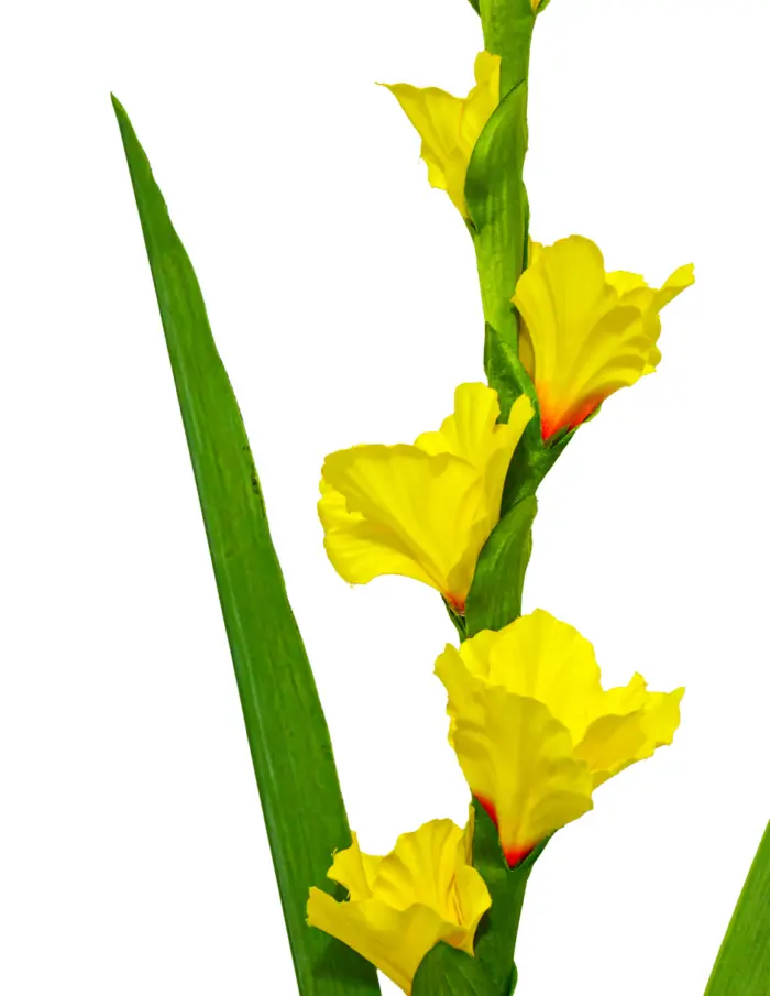 Vara de flor de gladiola amarilla de 10x115x0.1cm - Image 2