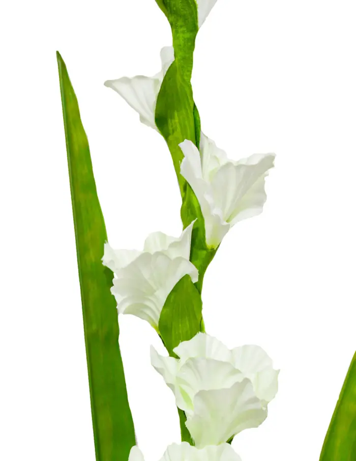 Vara de flor de gladiola blanca de 10x115x0.1cm - Image 2