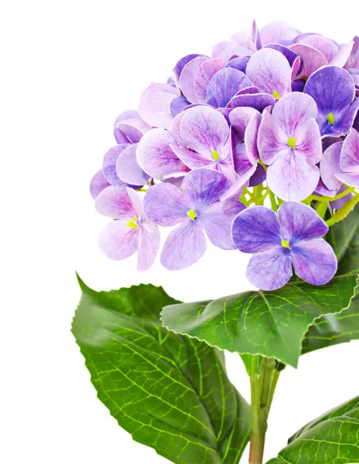 Vara de hortensia púrpura de 18x66x0.1cm - Image 2