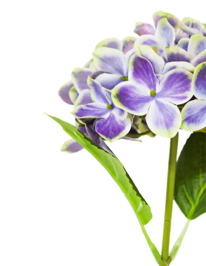 Vara de hortensia púrpura de 16x45x0.1cm - Image 2