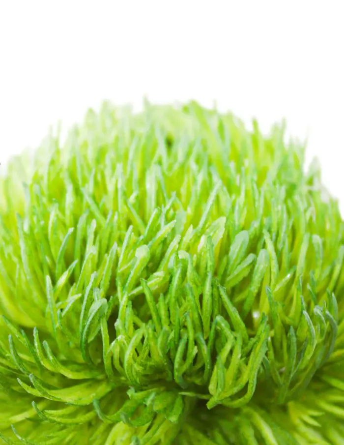 Vara con flor de plastico verde de 9x50x0.1cm - Image 2